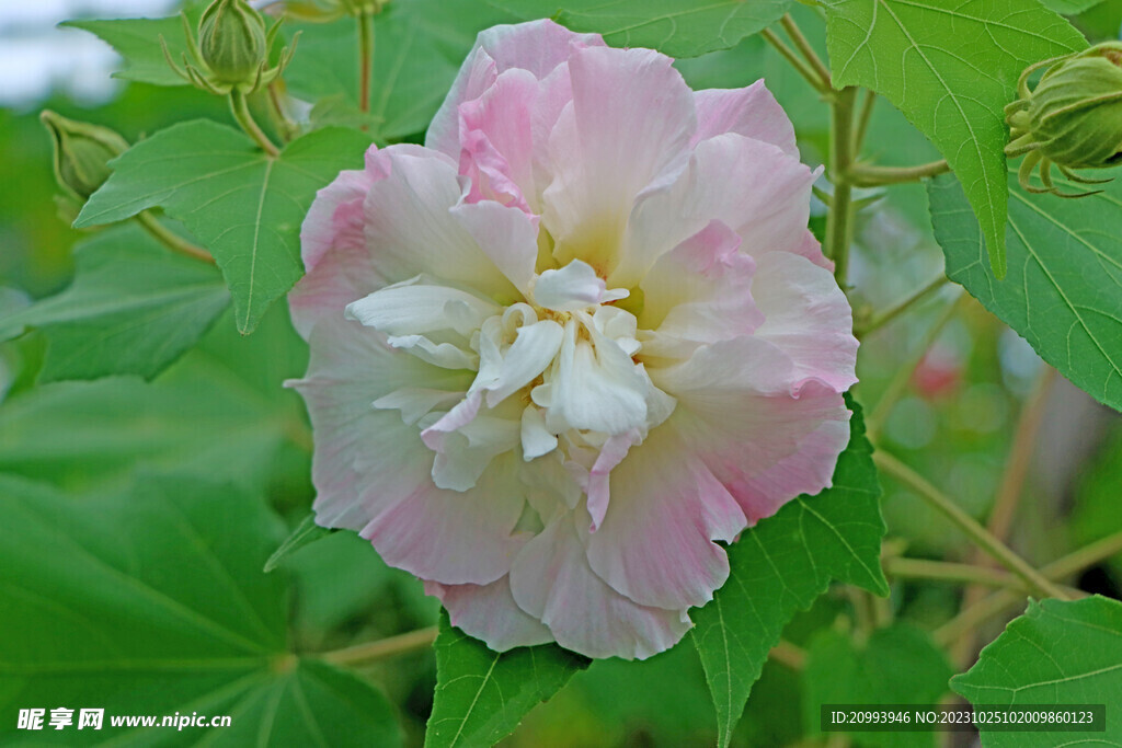 木芙蓉