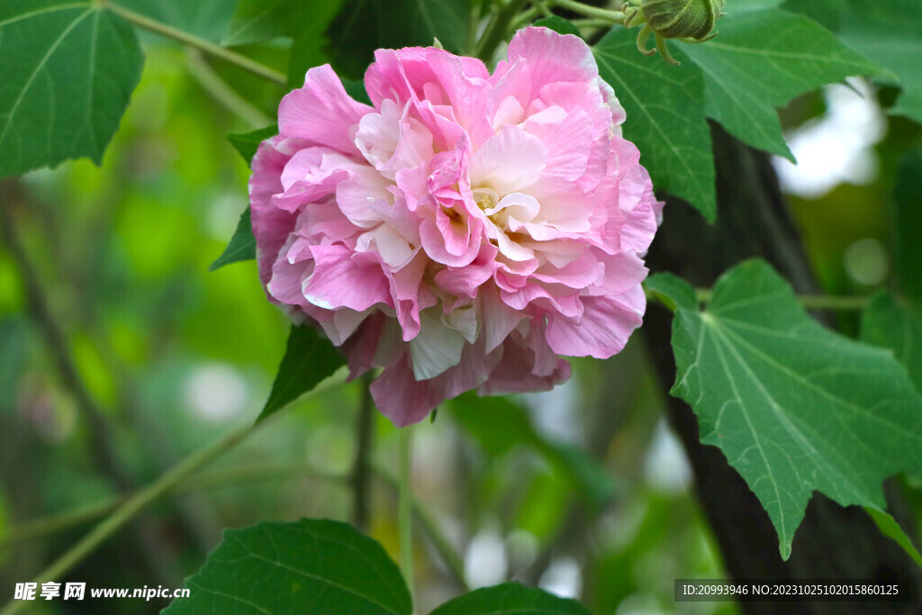 木芙蓉