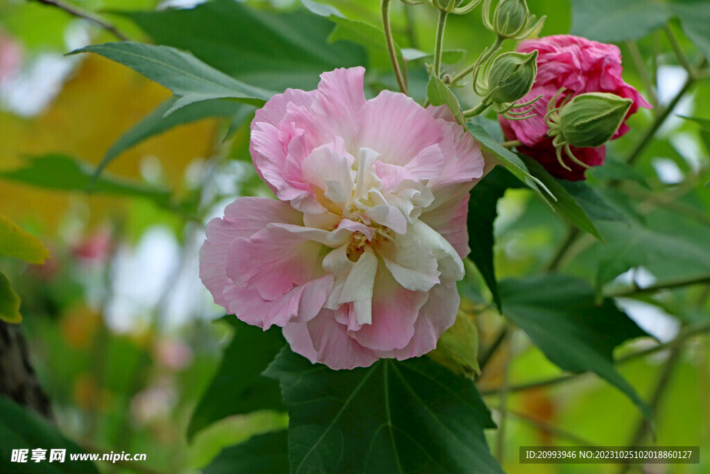木芙蓉