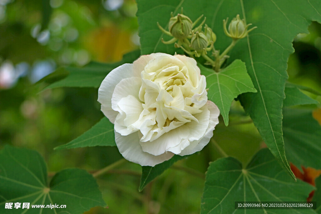 木芙蓉
