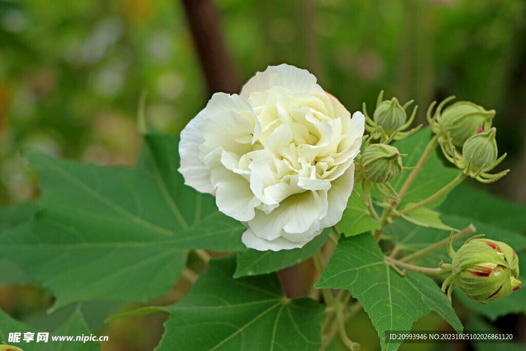 木芙蓉