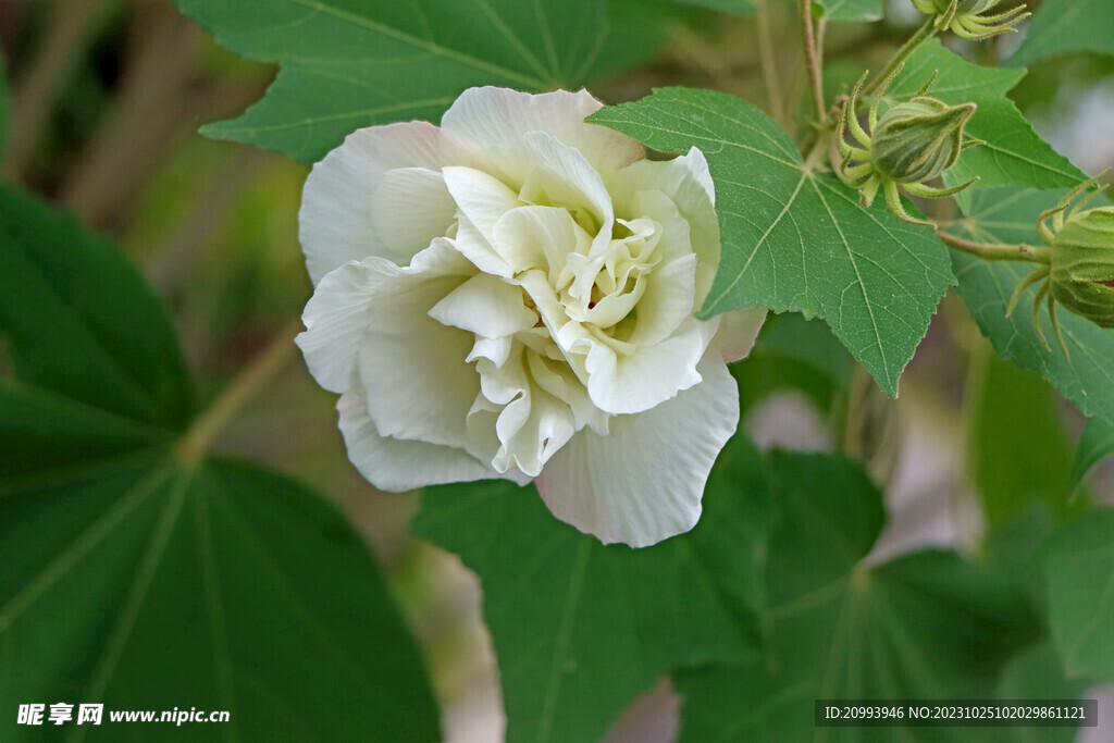 木芙蓉