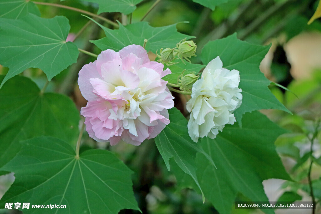 木芙蓉