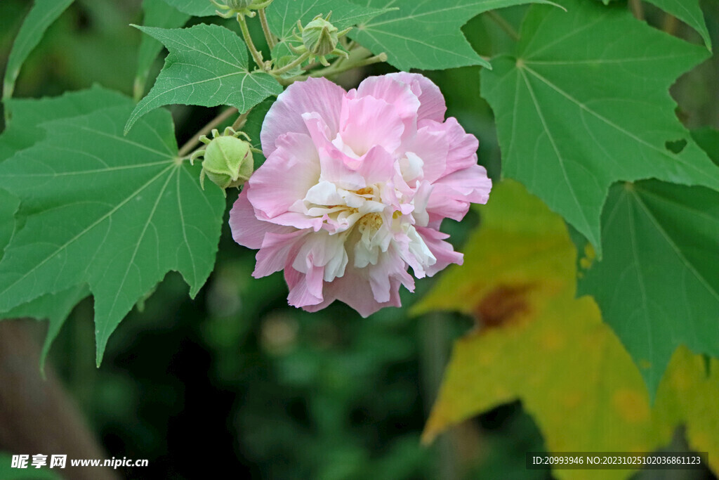 木芙蓉