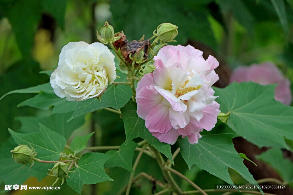 木芙蓉
