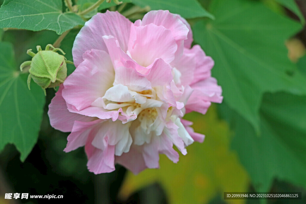 木芙蓉