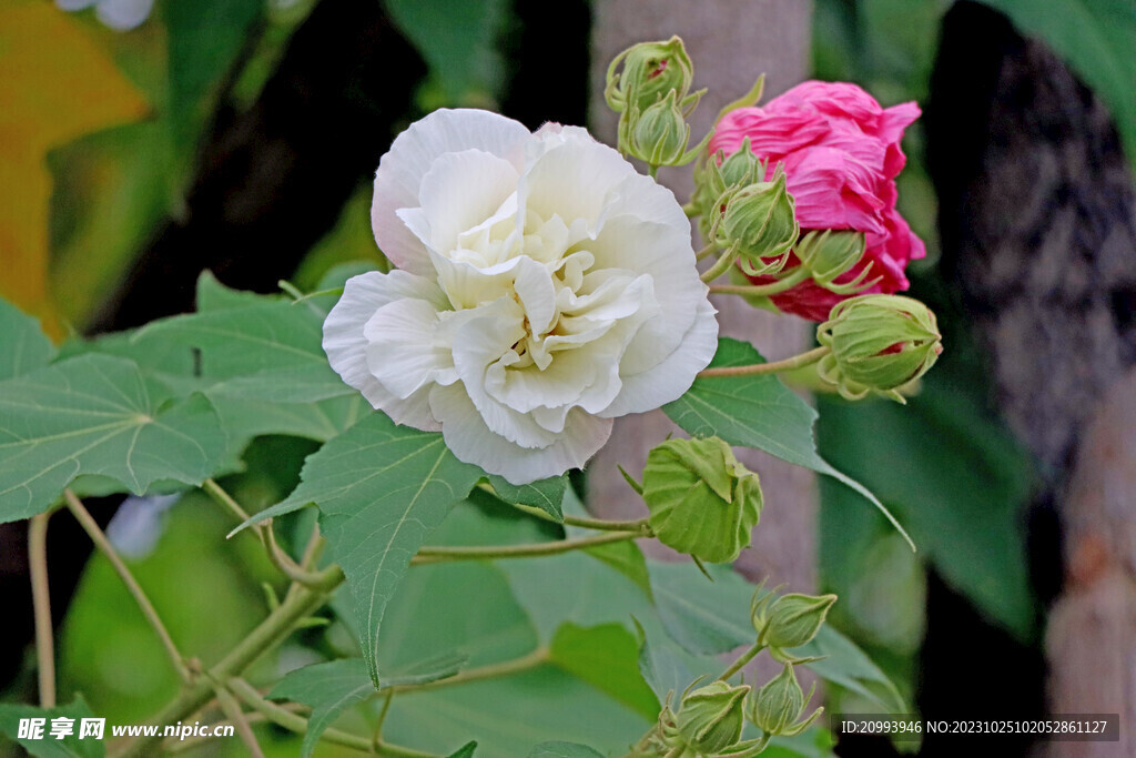 木芙蓉