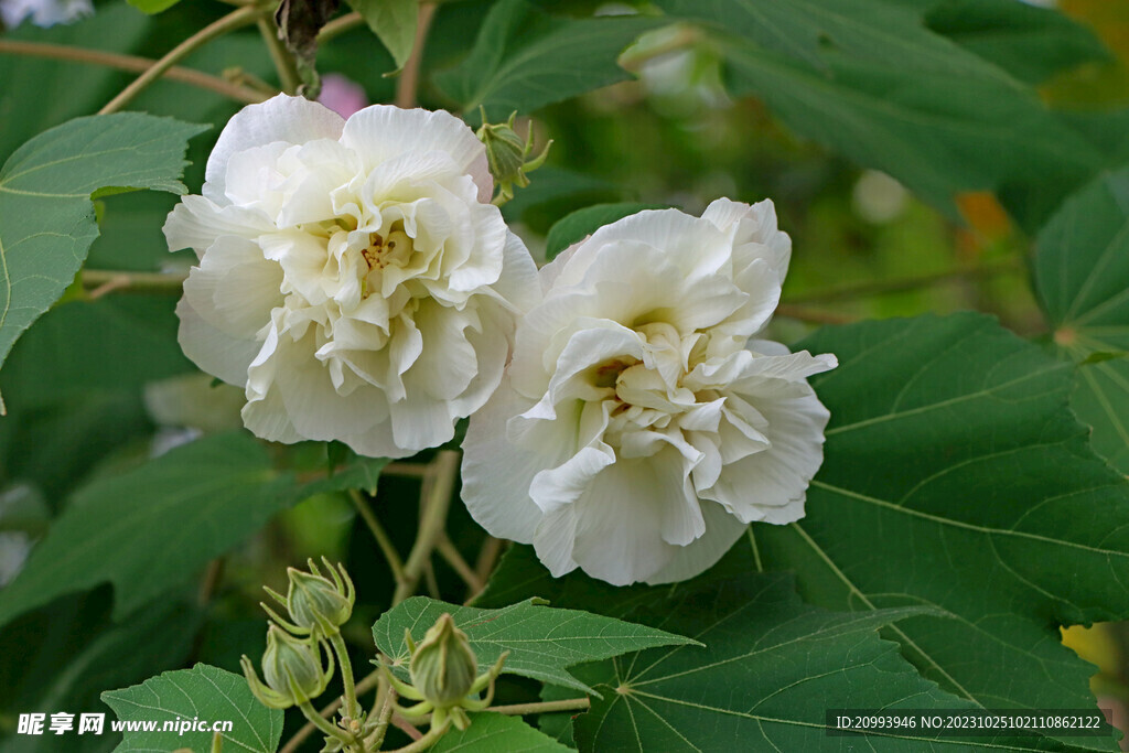 木芙蓉