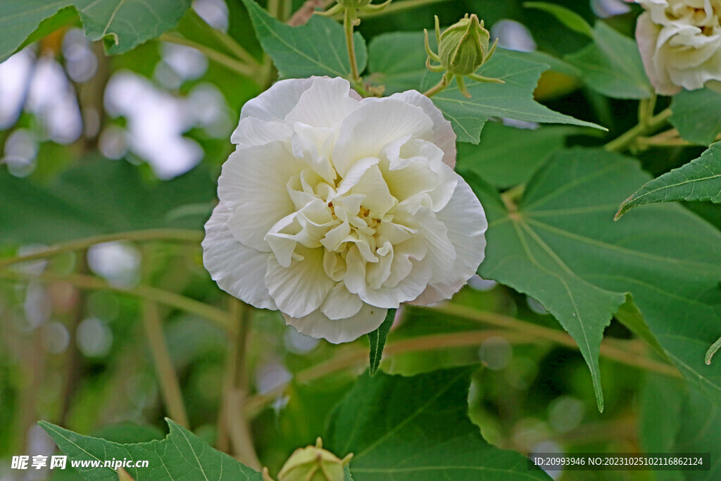 木芙蓉