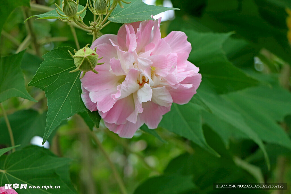 木芙蓉