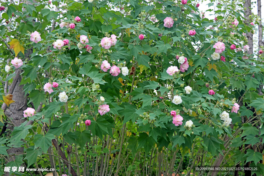 木芙蓉