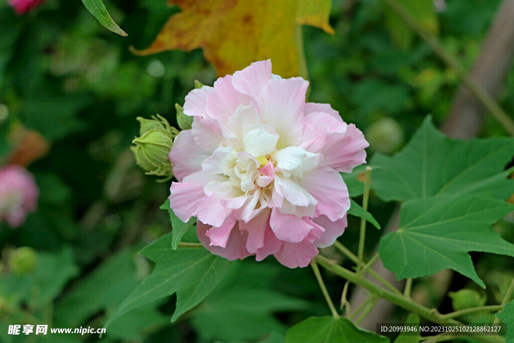 木芙蓉