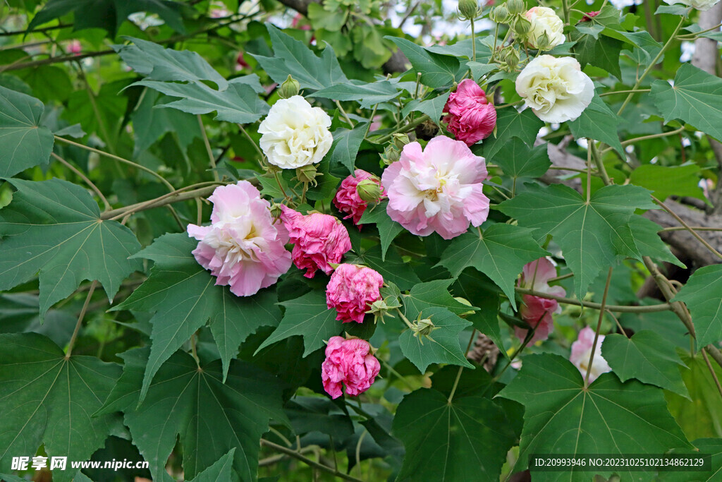 粉色木芙蓉花