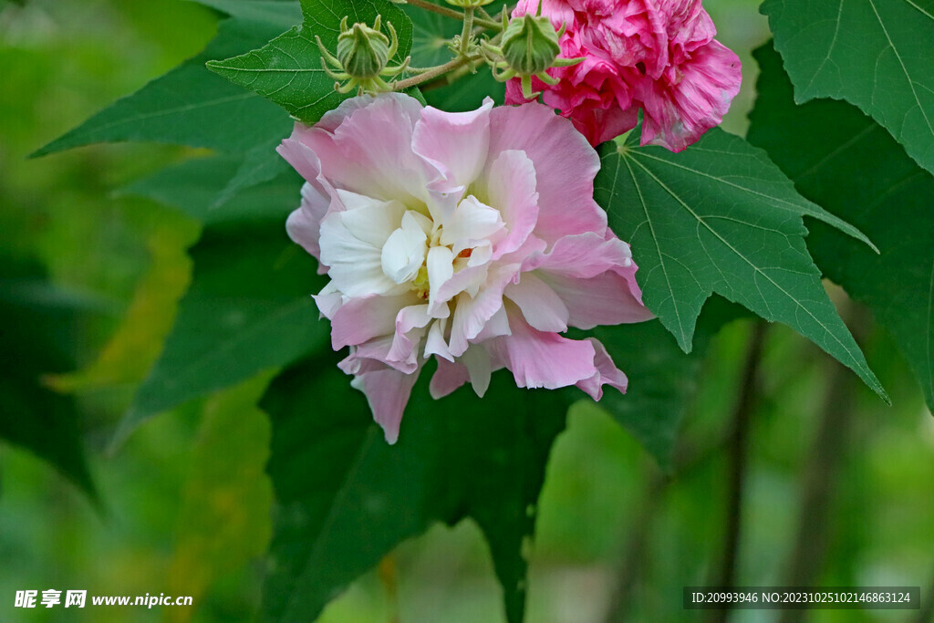 木芙蓉