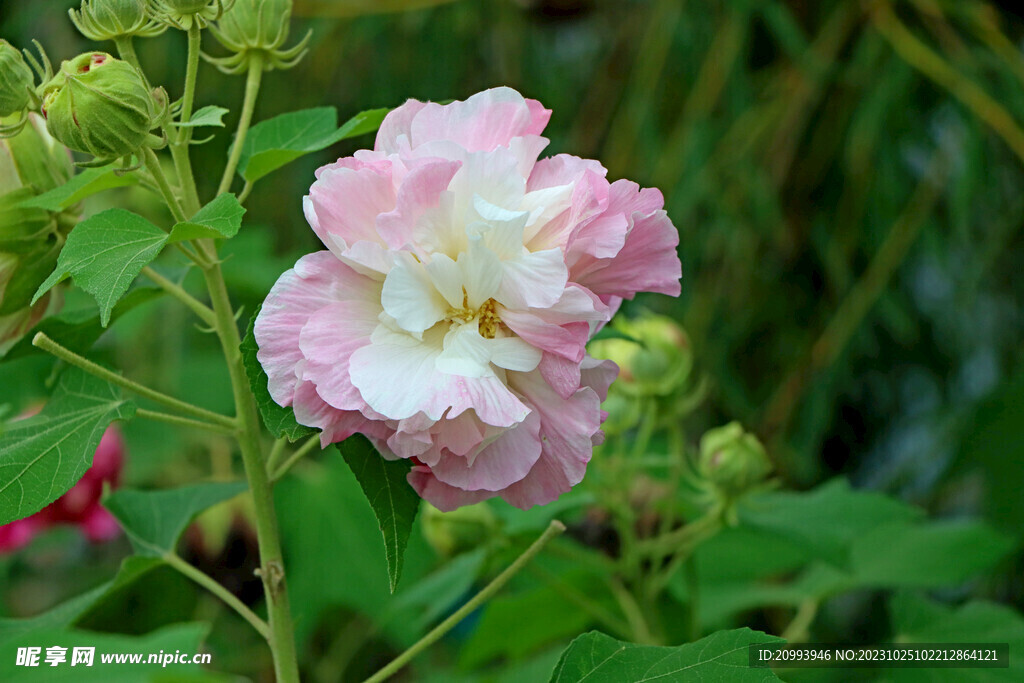 木芙蓉