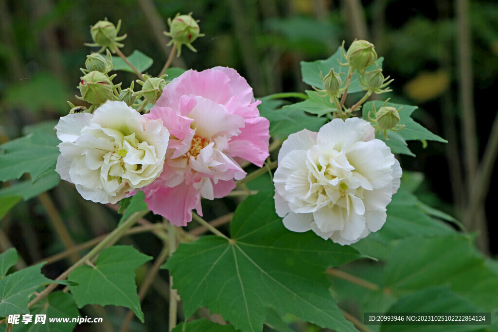 木芙蓉