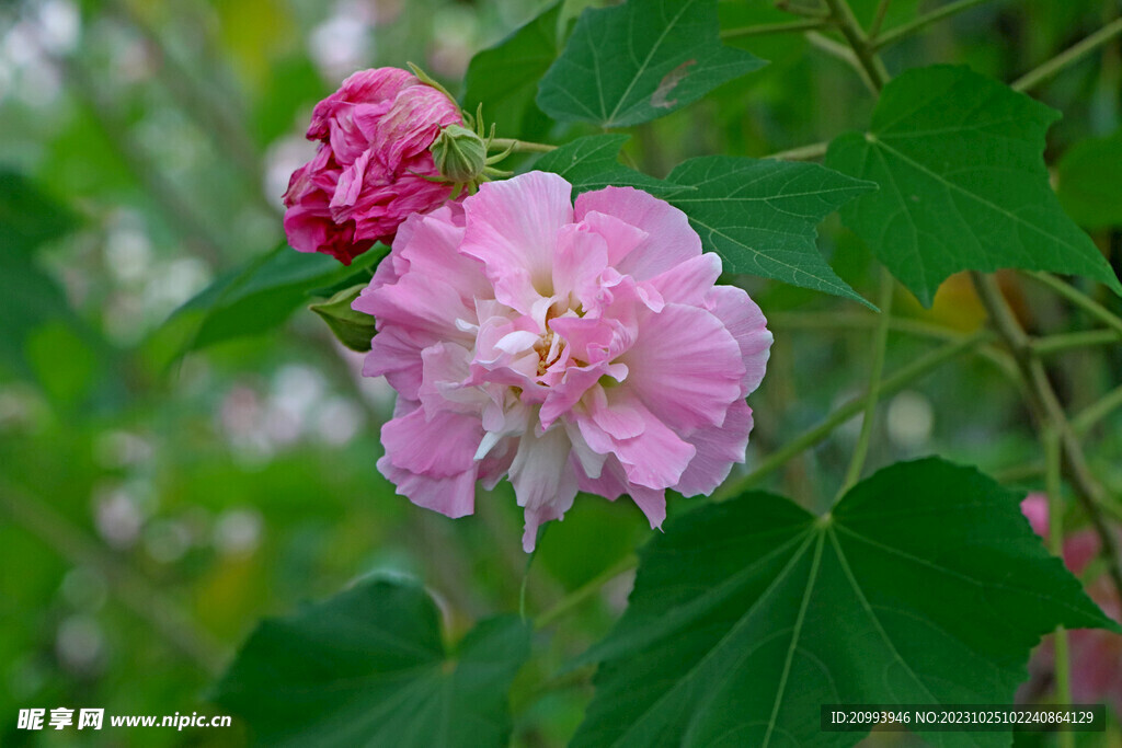 木芙蓉