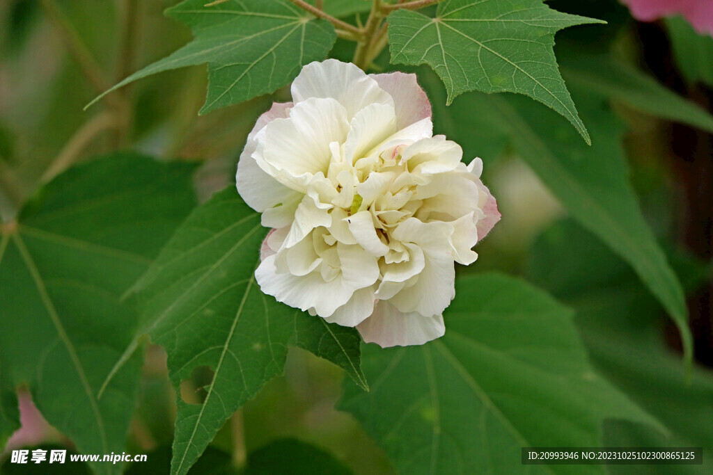 木芙蓉