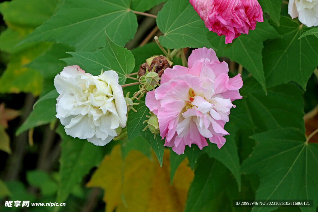 木芙蓉