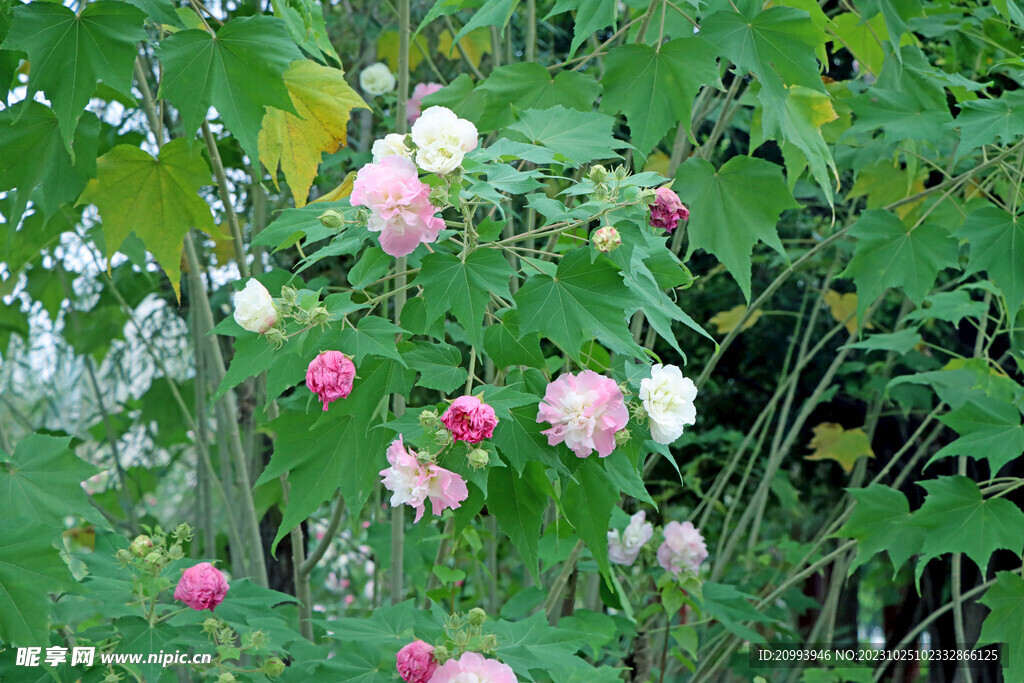 木芙蓉