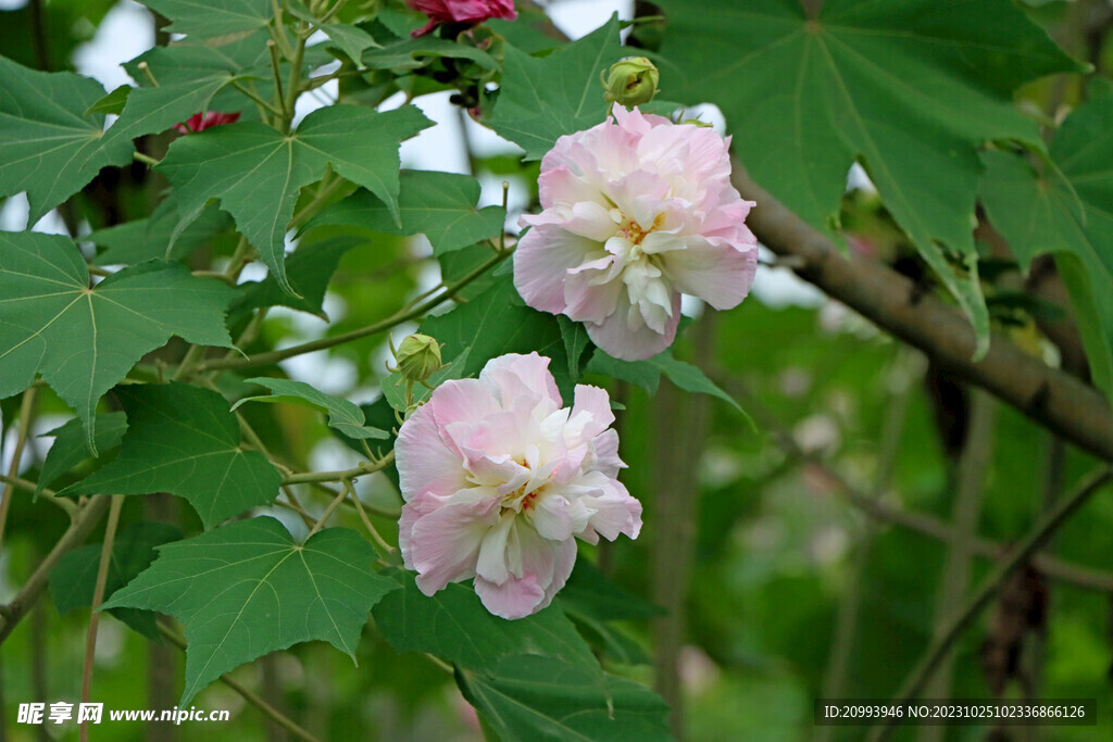 木芙蓉