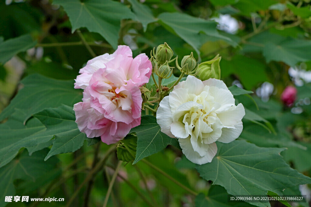 木芙蓉