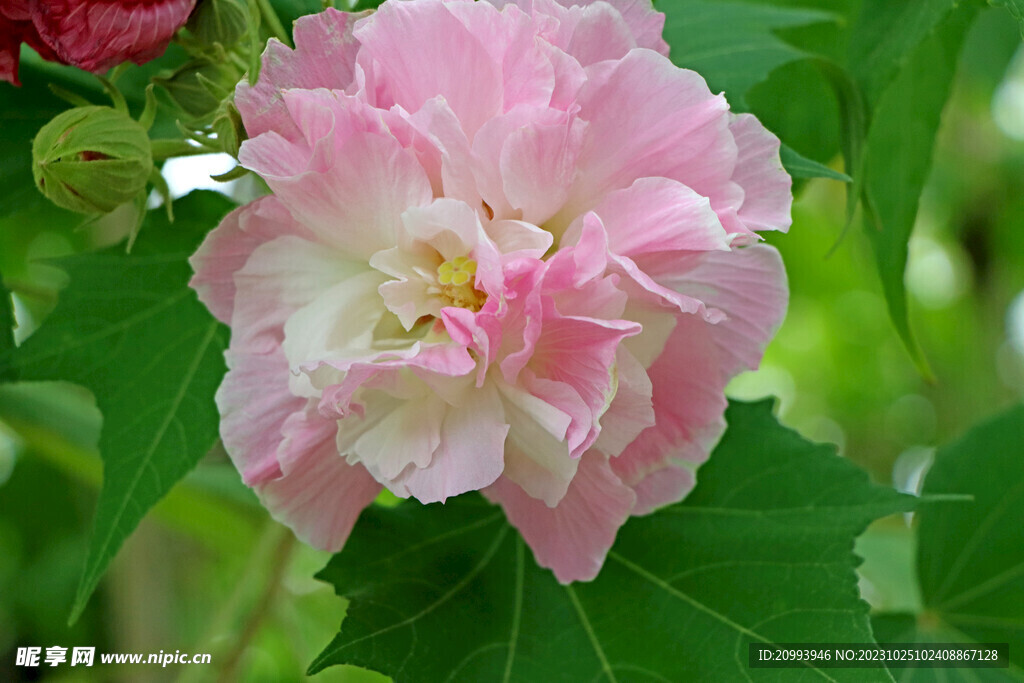 粉色木芙蓉花