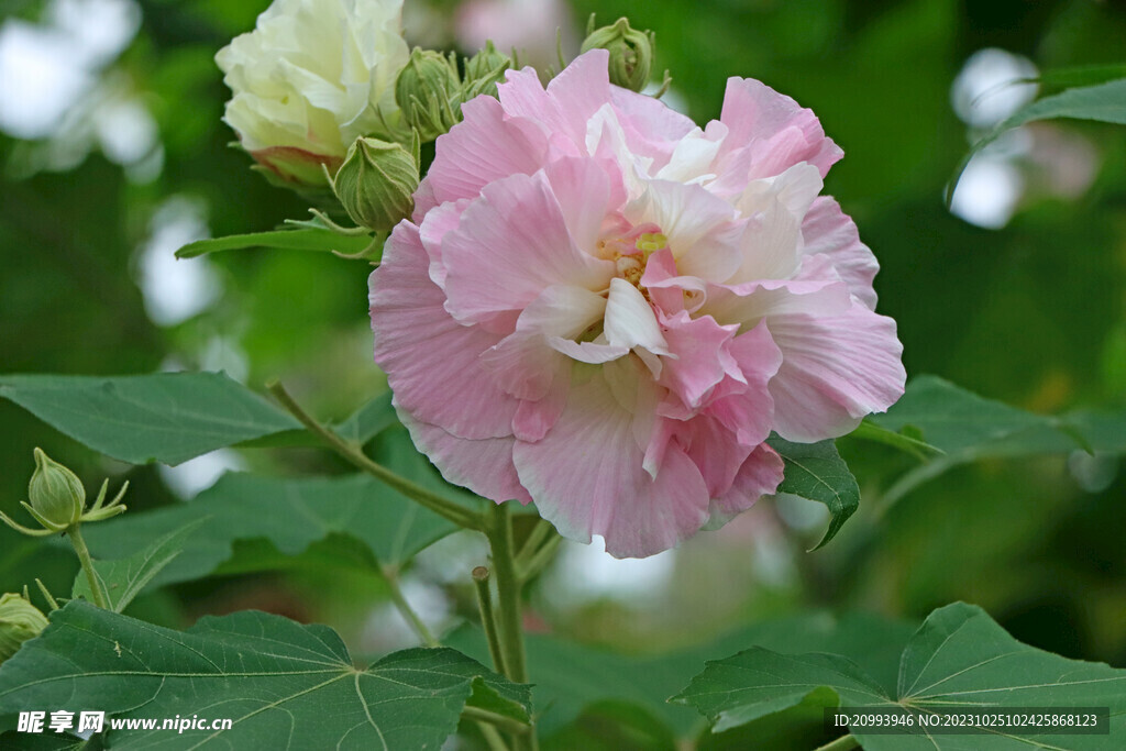 粉色木芙蓉花