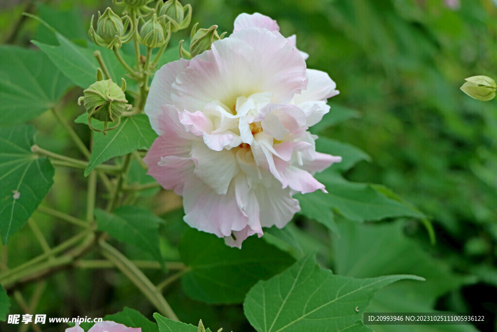 粉色木芙蓉花