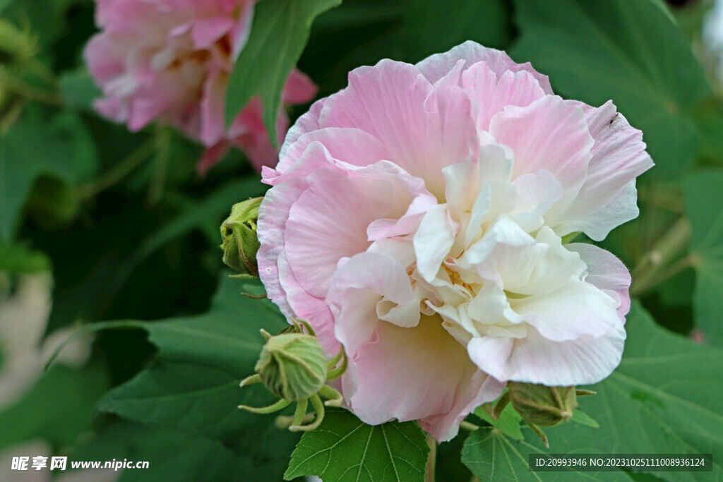 粉色木芙蓉花