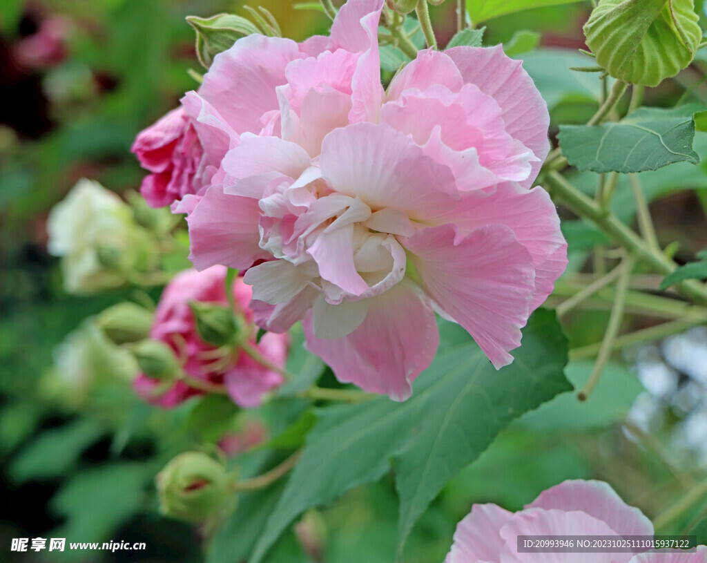 粉色木芙蓉花
