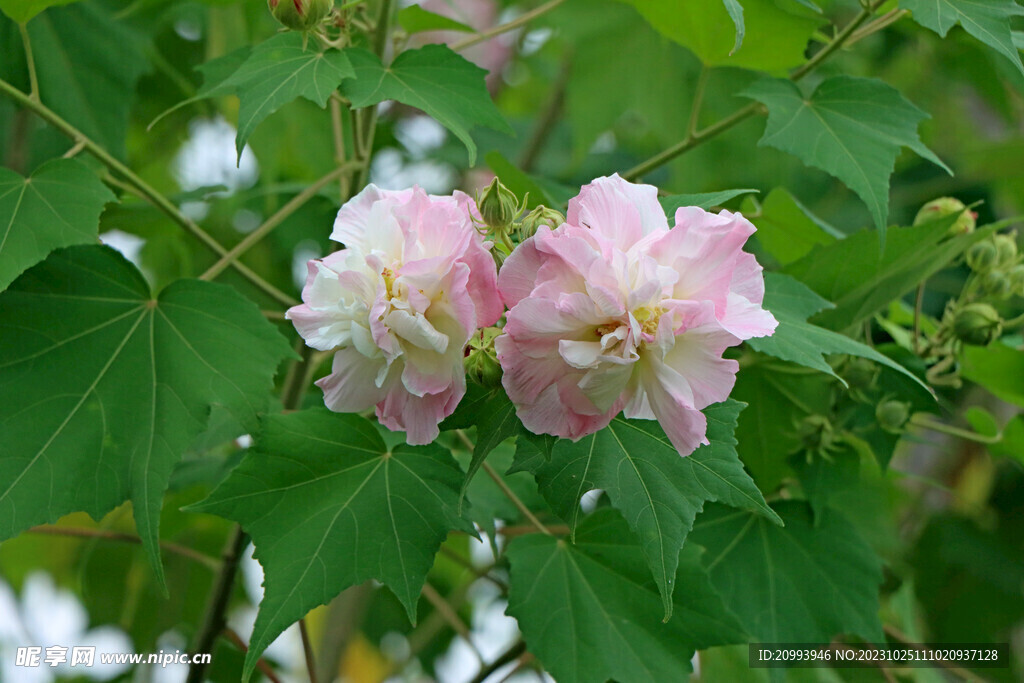 粉色木芙蓉花
