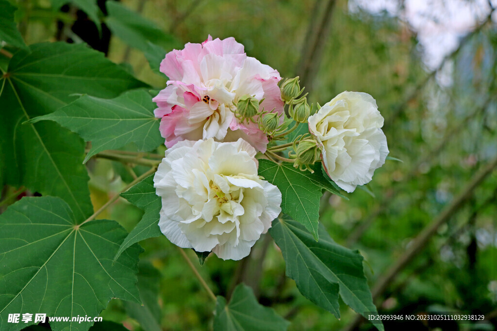 木芙蓉花