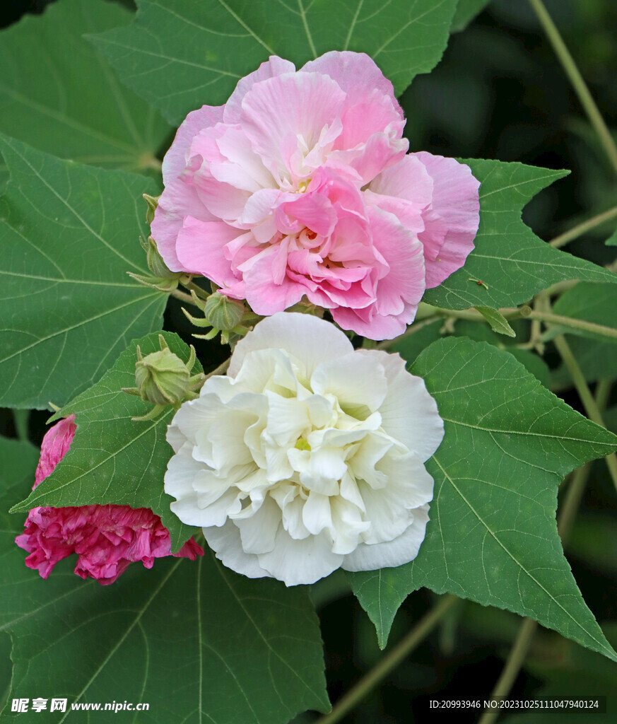 粉色木芙蓉花