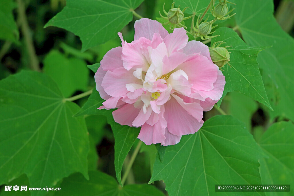 粉色木芙蓉花