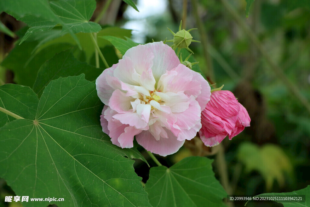 粉色木芙蓉花