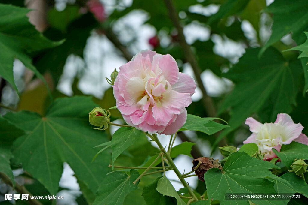 粉色木芙蓉花