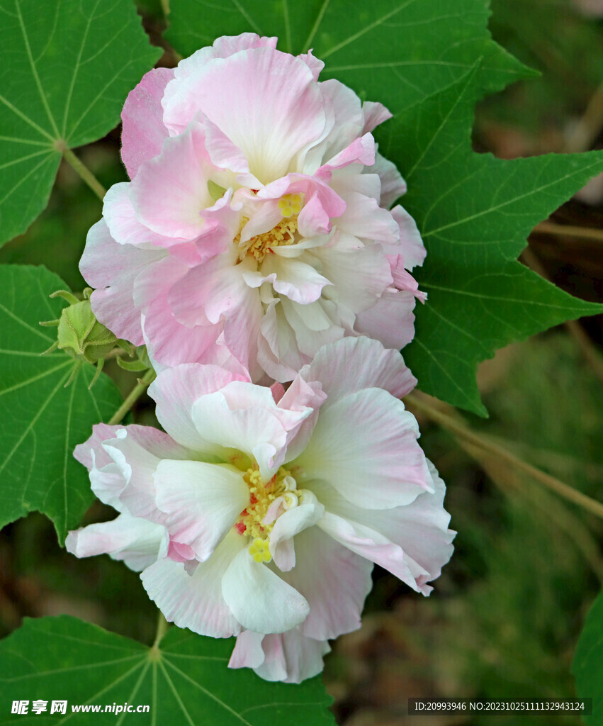 粉色木芙蓉花