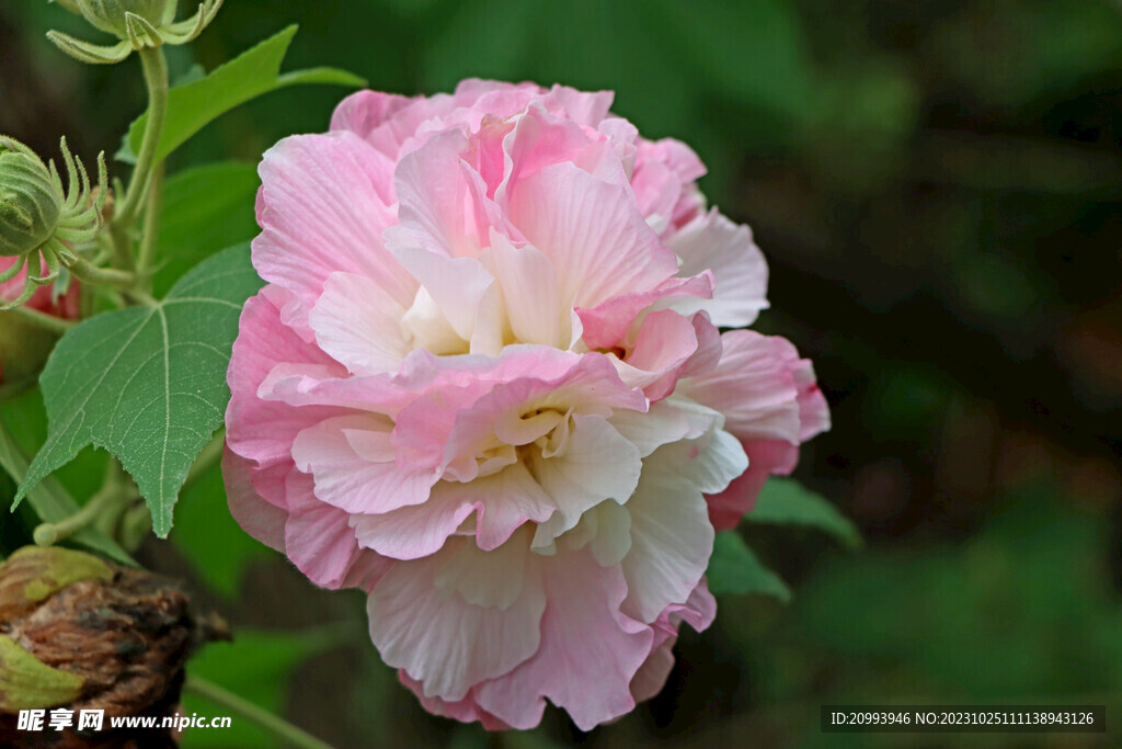 粉色木芙蓉花