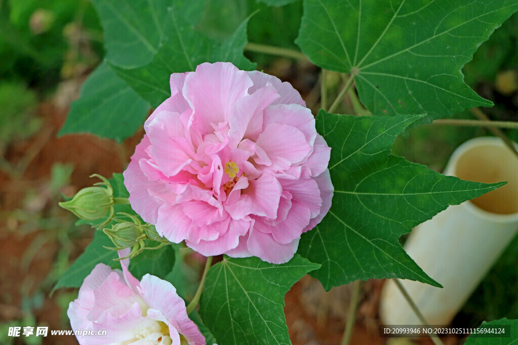 粉色木芙蓉花