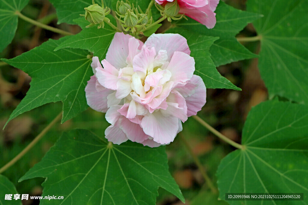 粉色木芙蓉花