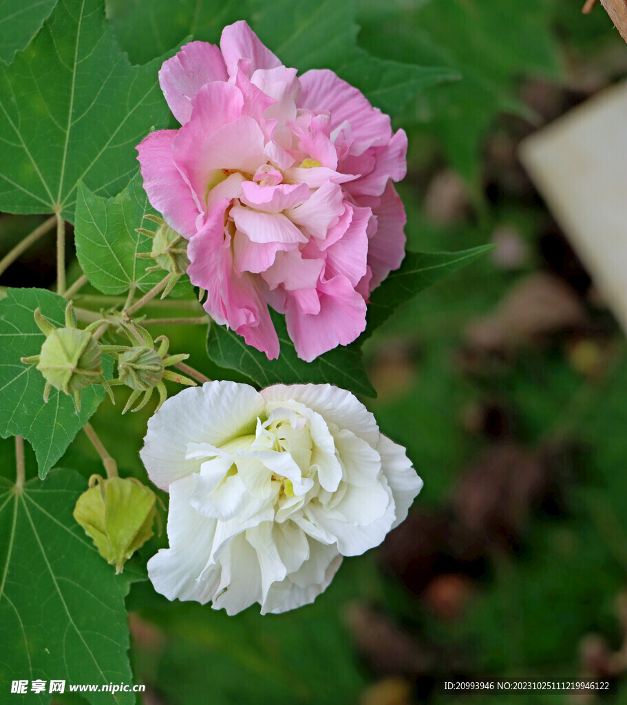 粉色木芙蓉花