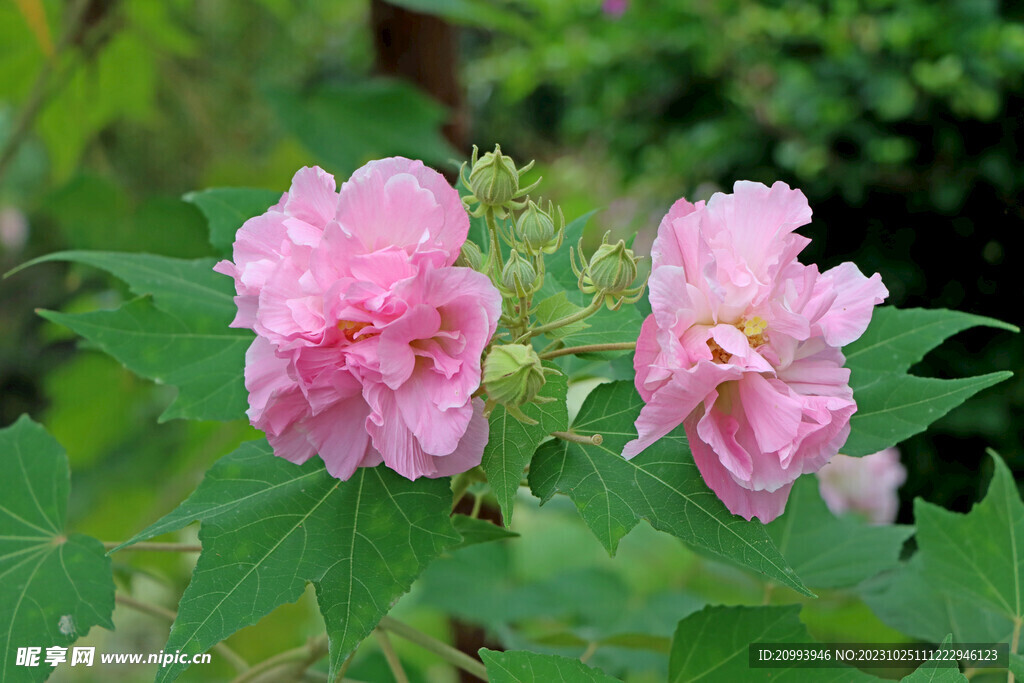 粉色木芙蓉花