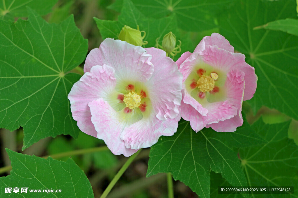 粉色木芙蓉花