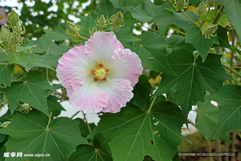 粉色木芙蓉花