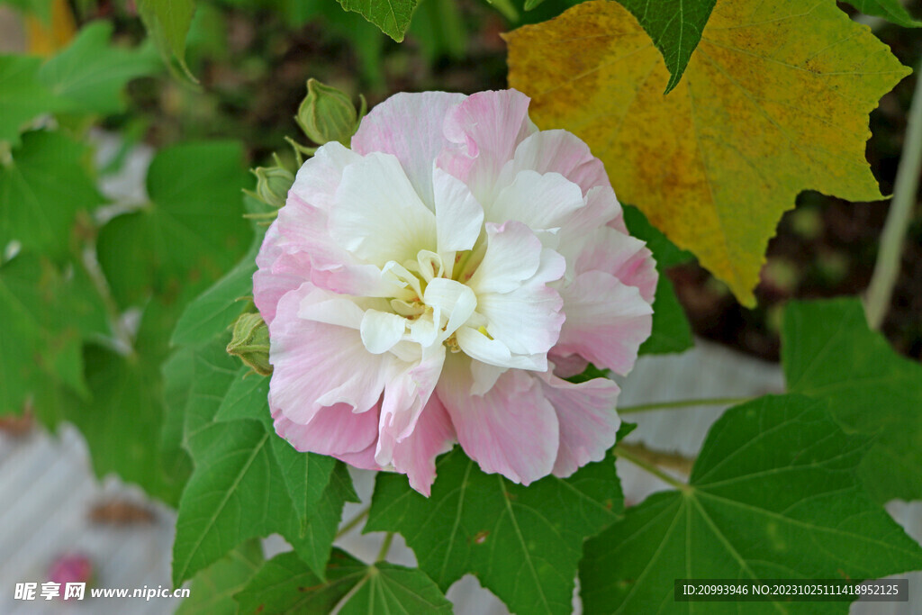 粉色木芙蓉花