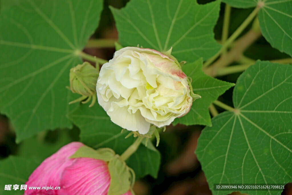木芙蓉