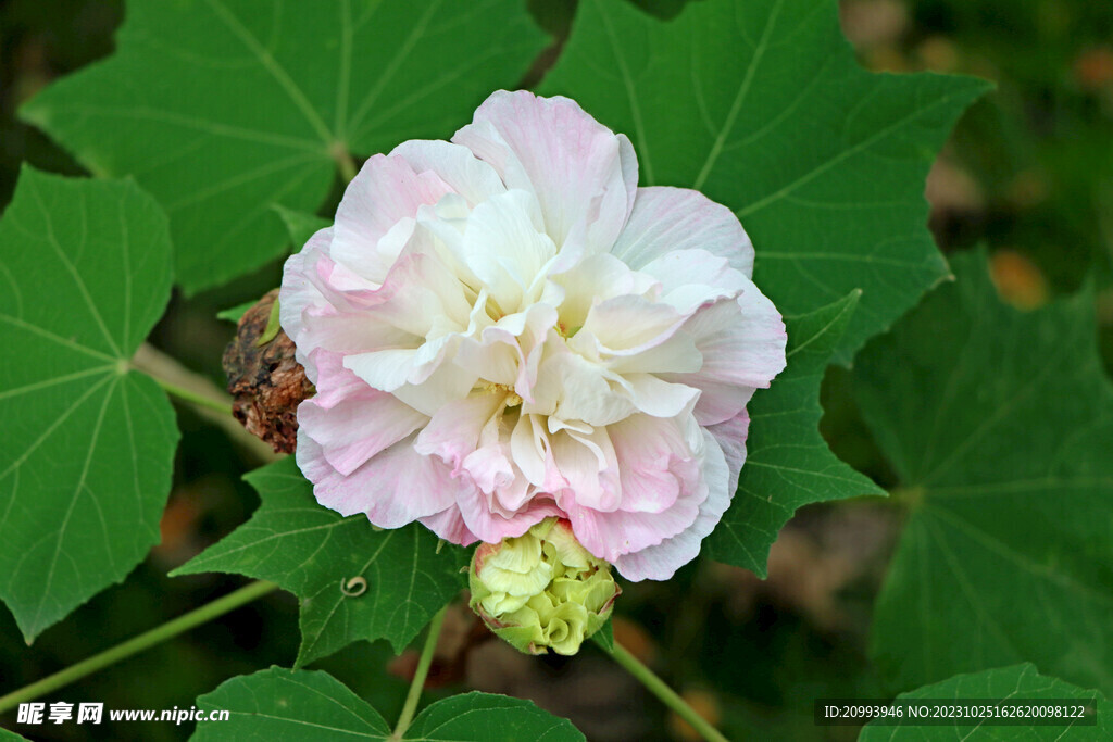 木芙蓉