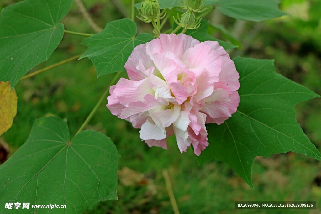 木芙蓉