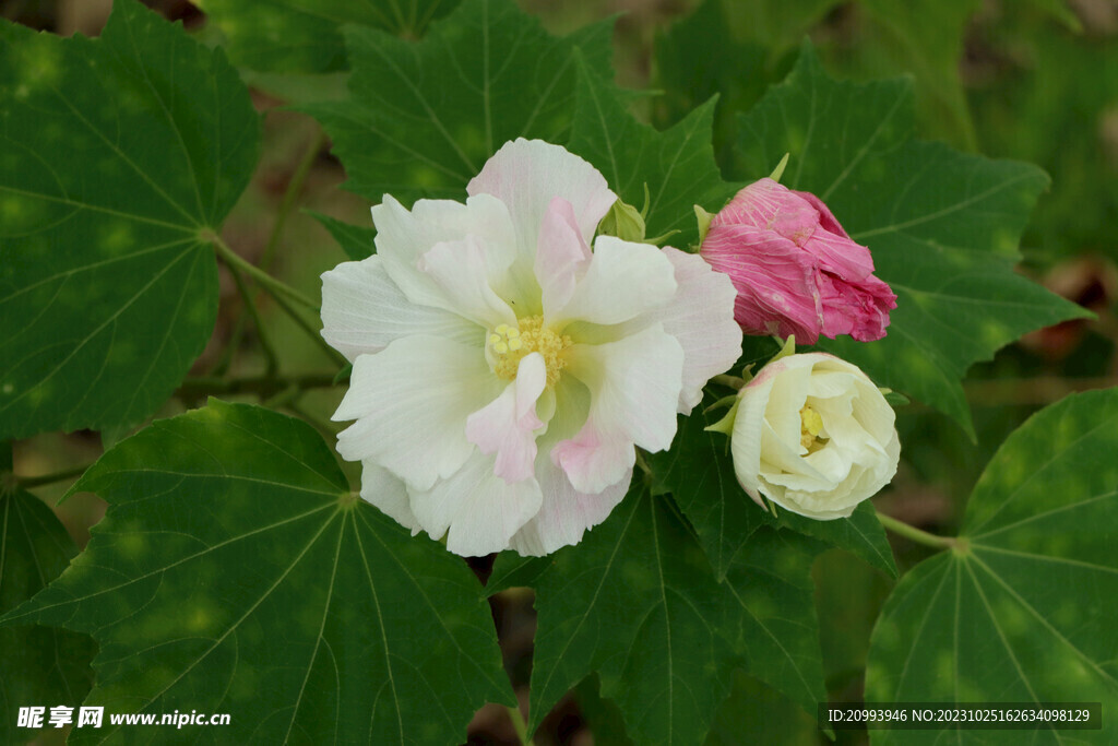木芙蓉